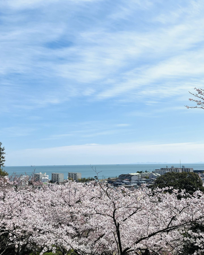 白野江植物園の桜